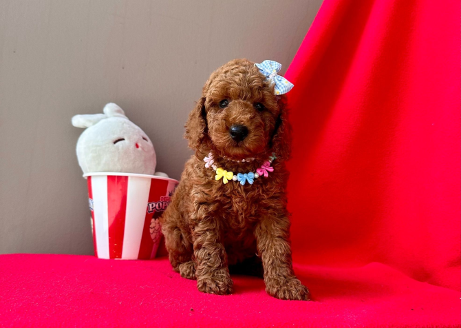 RED BROWN SAFKAN TOY POODLE BEBEKLER